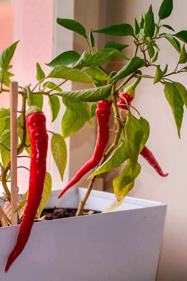 Hot Peppers Growing Kit