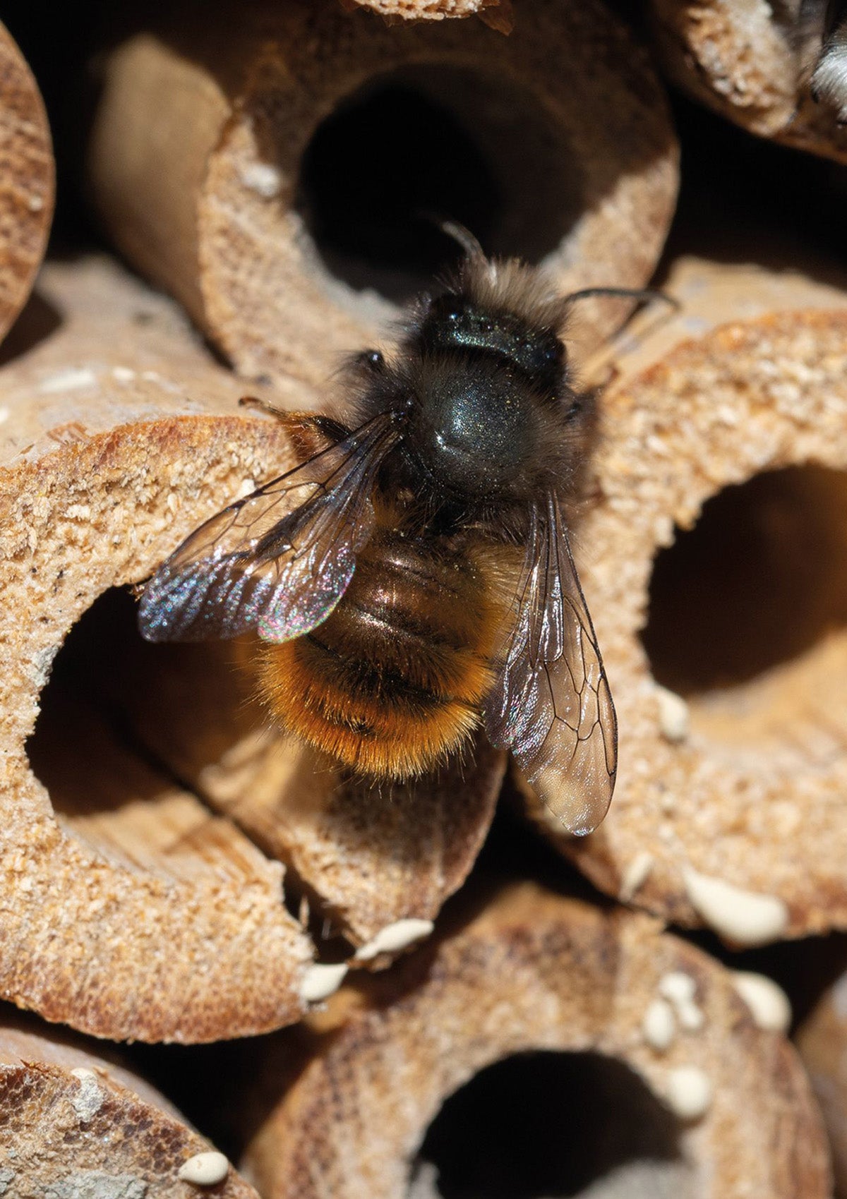 Insekthotel