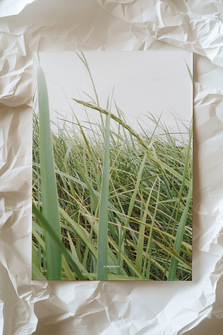 Miniposter/Karte "Strandroggen"